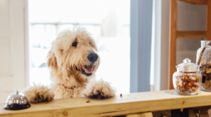 dog standing at counter with his paws up waiting