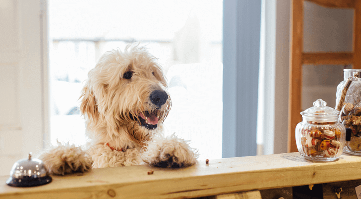 Tour dog standing at counter with his paws up waiting