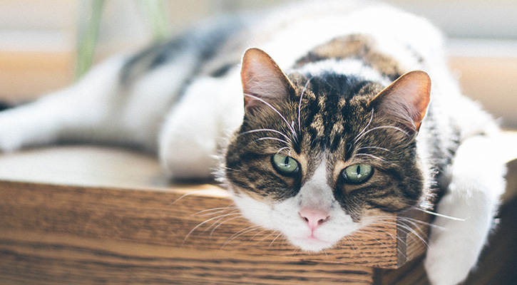 black brown and white cat laying on a table in the sun leaning their head over edge