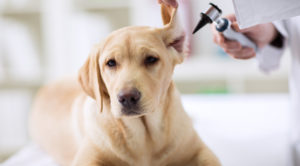 golden lab sitting on exam table getting its ear examined