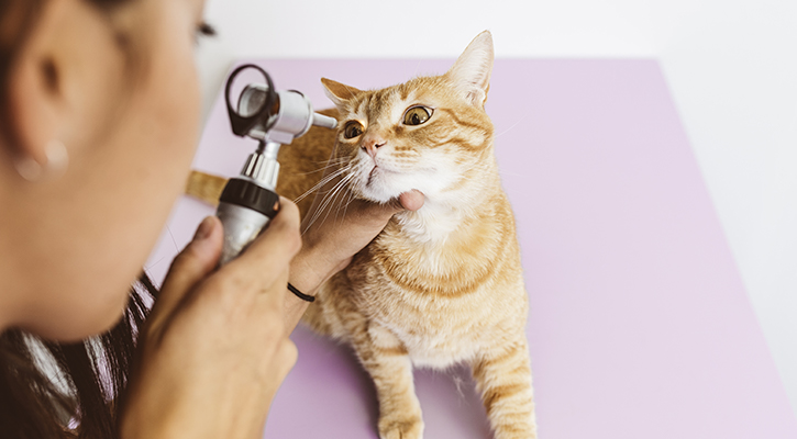 pet-ophthalmology orange tabby cat on exam table receiving an eye exam form a vet professional