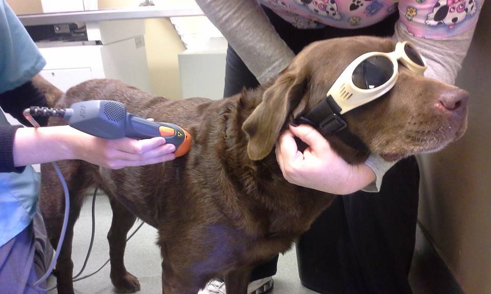 brown dog wearing safety glasses and receiving laser therapy treatment from two different vet employees