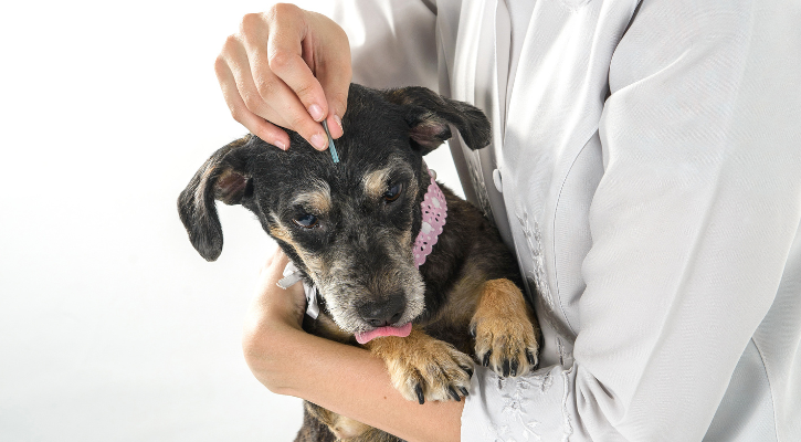 Veterinary Acupuncture