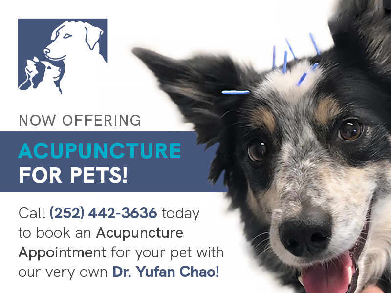 Acupuncture Popup
